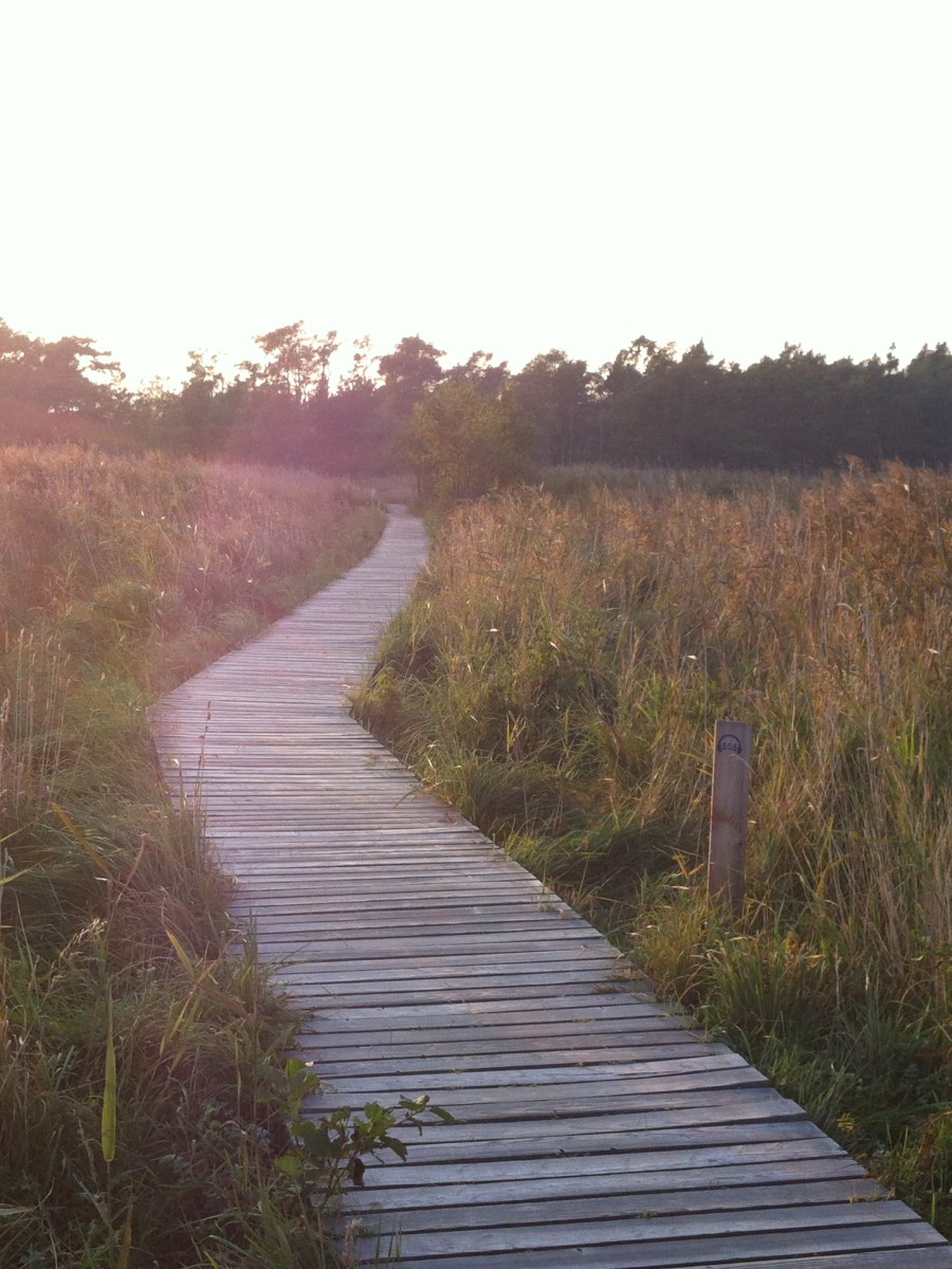 Wandern auf dem Darß