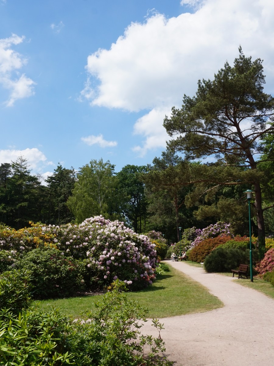 Rhododendronpark Graal-Müritz – Blütenpracht am Meer